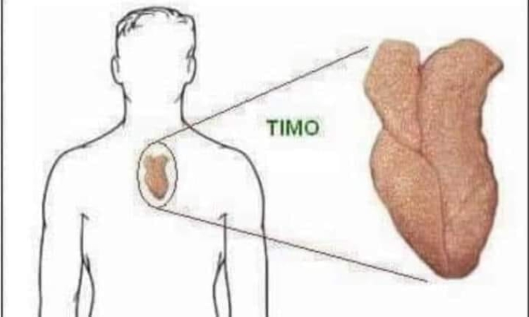 TIMO